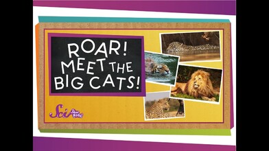 Meet the Big Cats!
