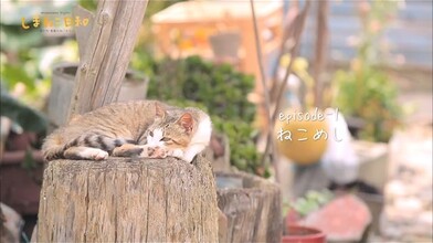 Island Cats - Part 1 of 2
