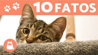 10 Cat Facts