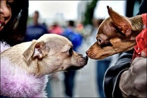 Chinese Idioms and Chengyu - Love at First Sight chinese-idioms-chengyu