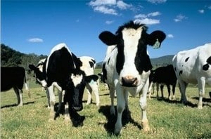 Chinese Idioms and Chengyu - A Drop in the Bucket chinese-idioms-chengyu