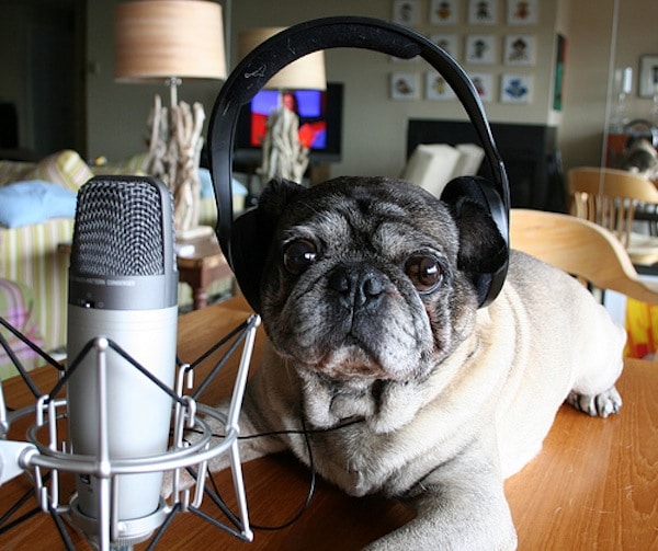 Pug with headphones on next to a microphone