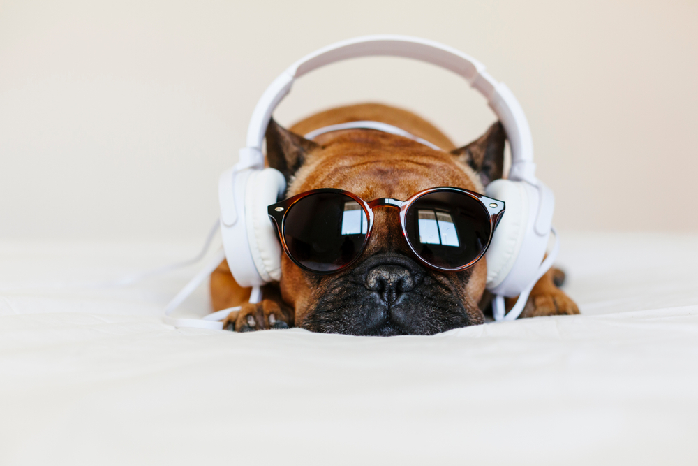 brown dog laying down wearing dark sunglasses and white headphones against neutral background