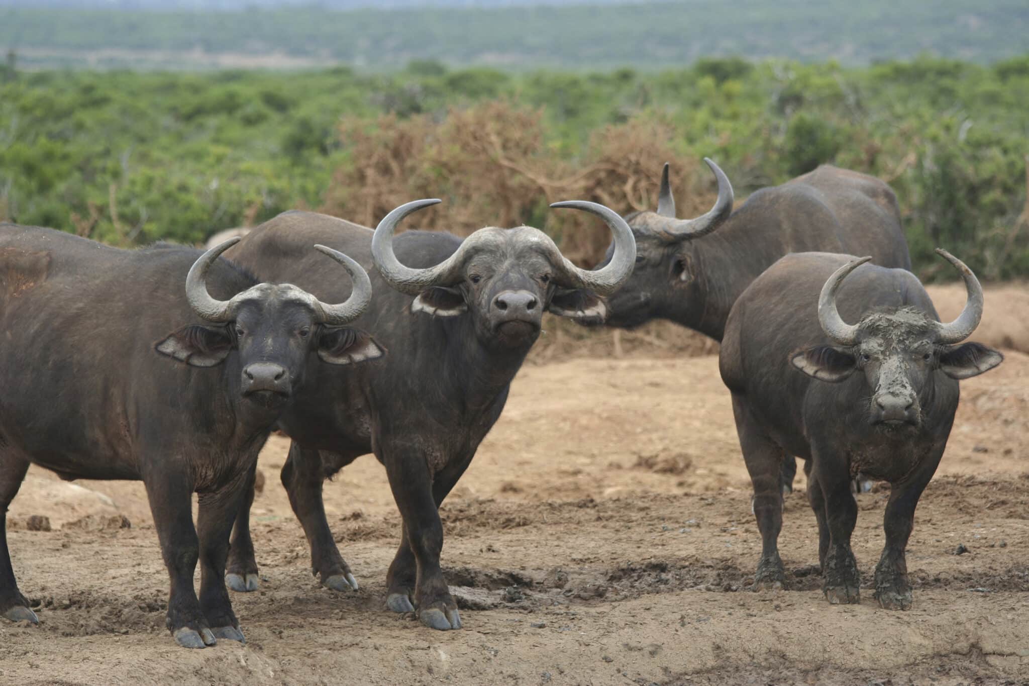 Beyond the Farm 50 Symbolic Animals in Chinese