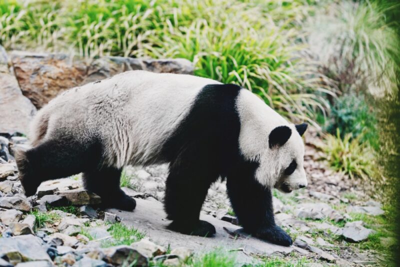 Native Chinese Animals Native Chinese Animals