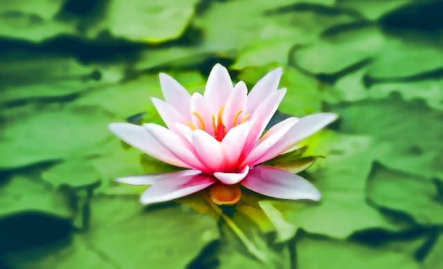 Photo of a single pink lotus floating on overlapping green lily pads.
