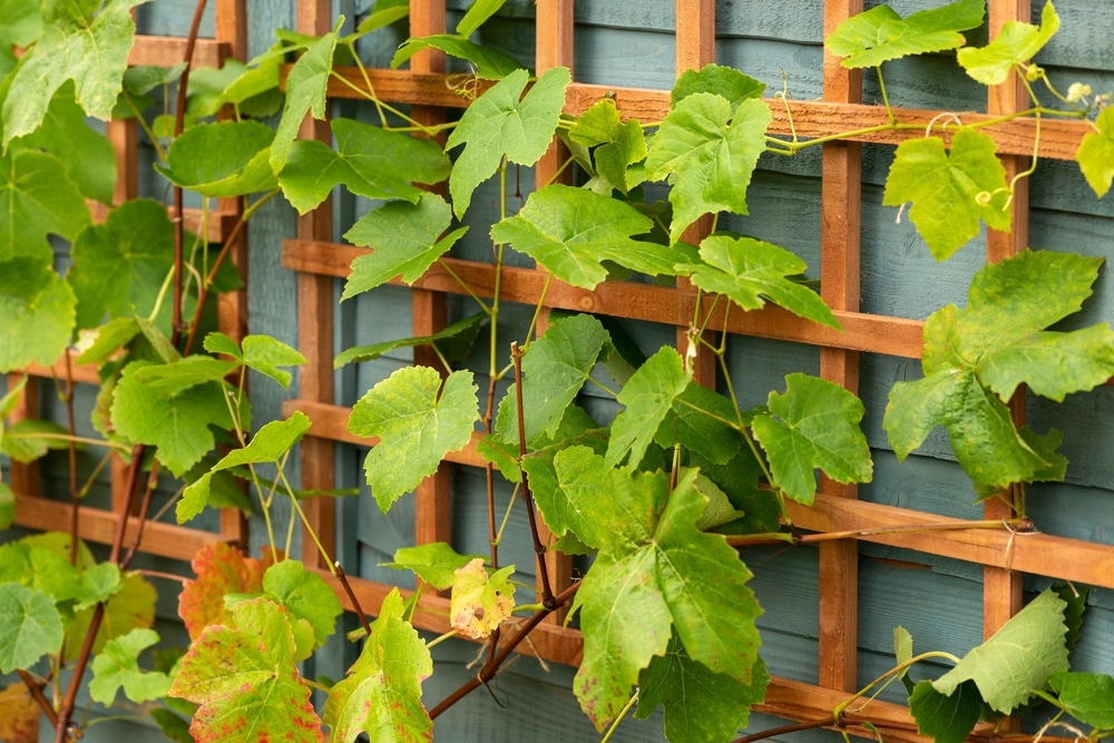 grape vines on a wooden trellis