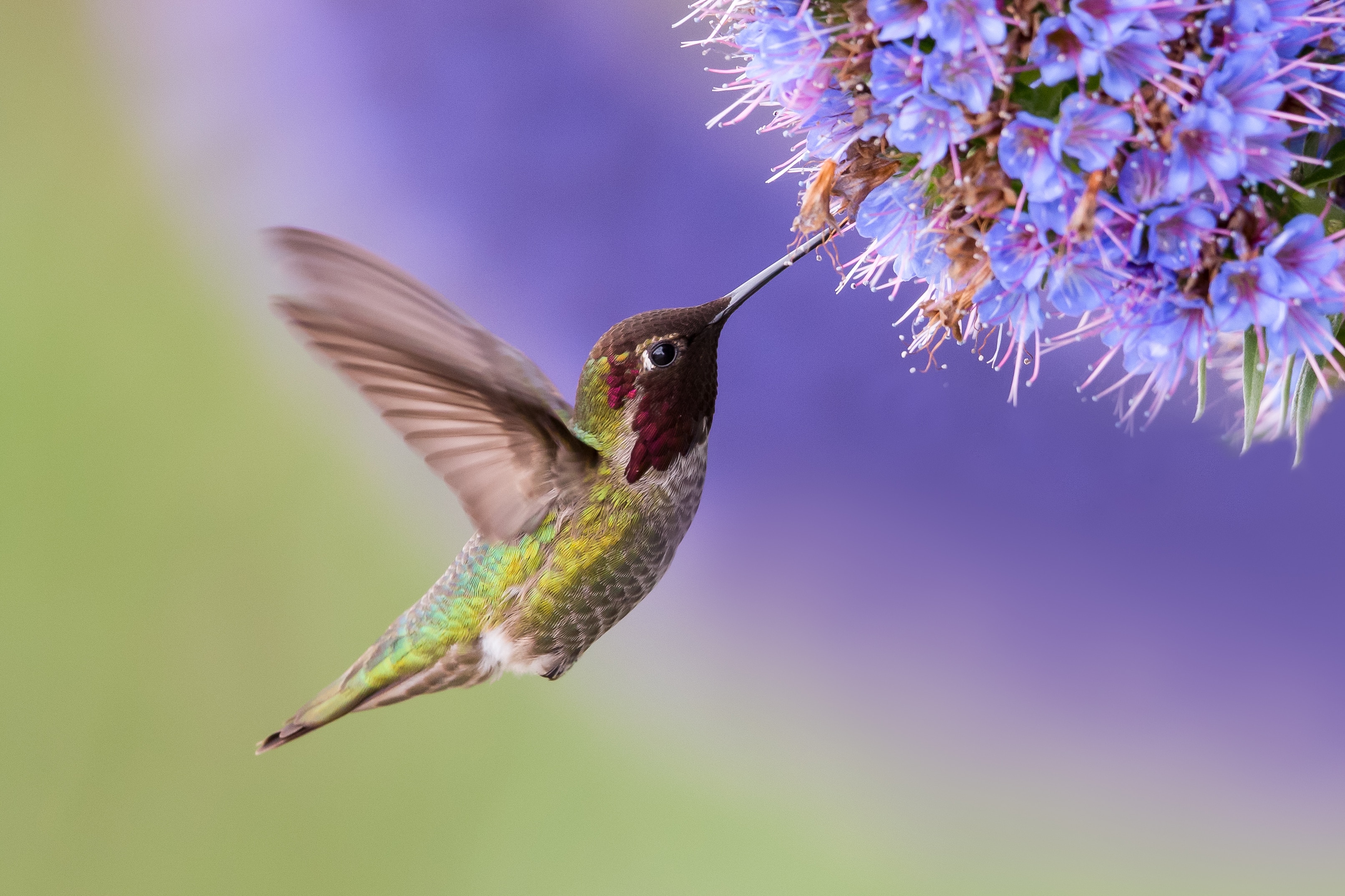 hummingbird feeding off of a plant