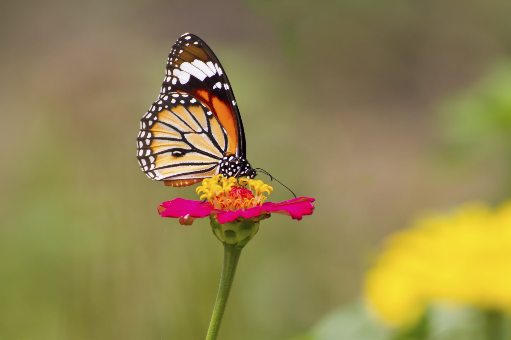 beautiful monarch butterfly sitting on a pink flower