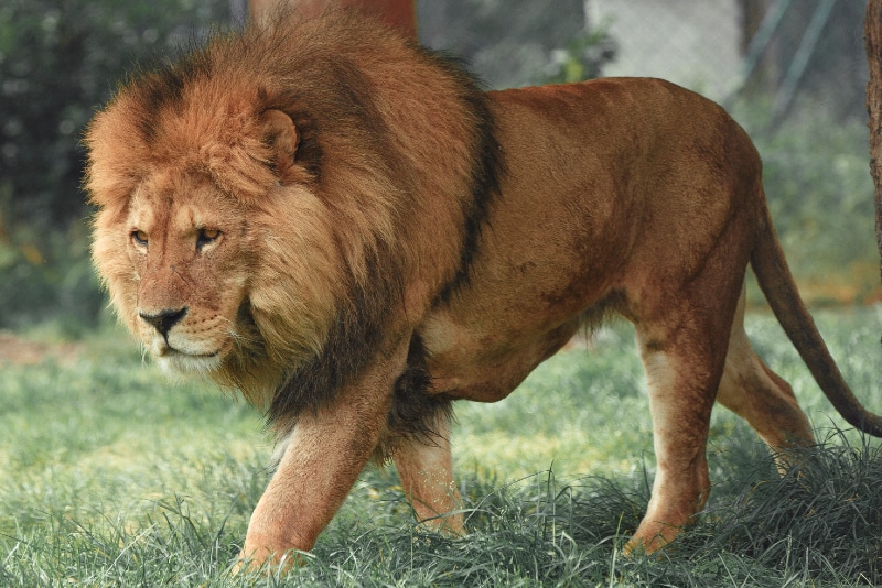 Lion walking in the grass