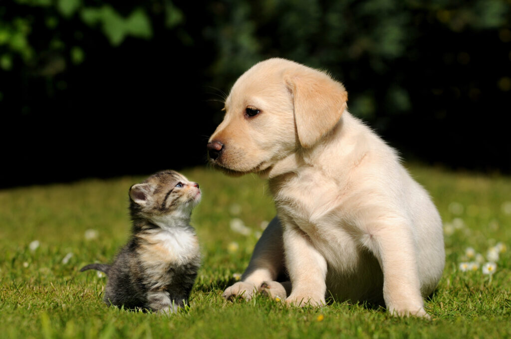 dog and cat looking at each other