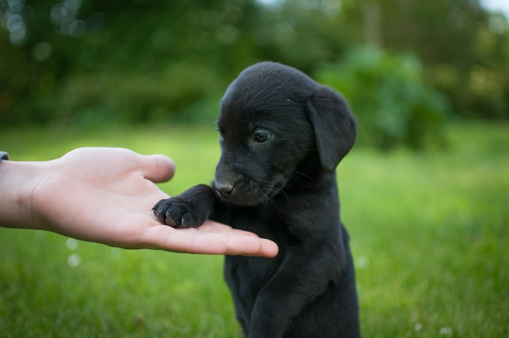 black puppy putting hand on owner's palm