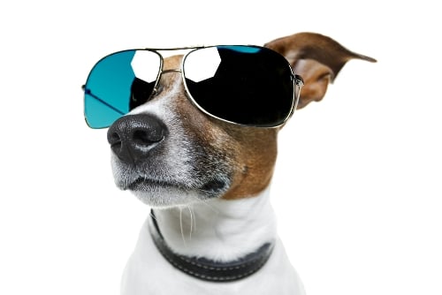 Dog in sunglasses on white background