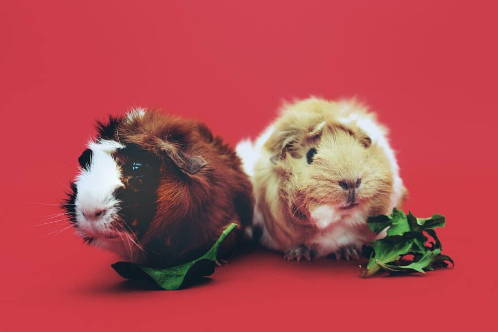 a-pair-of-cute-hamsters-one-brown-and-one-tan-against-a-red-background