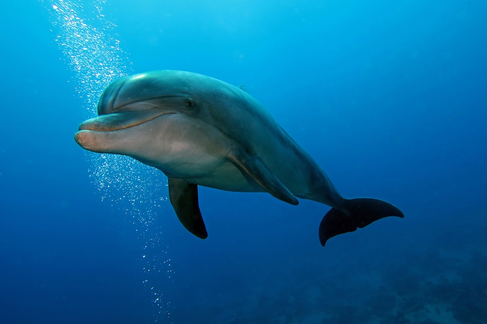 dolphin swimming through ocean