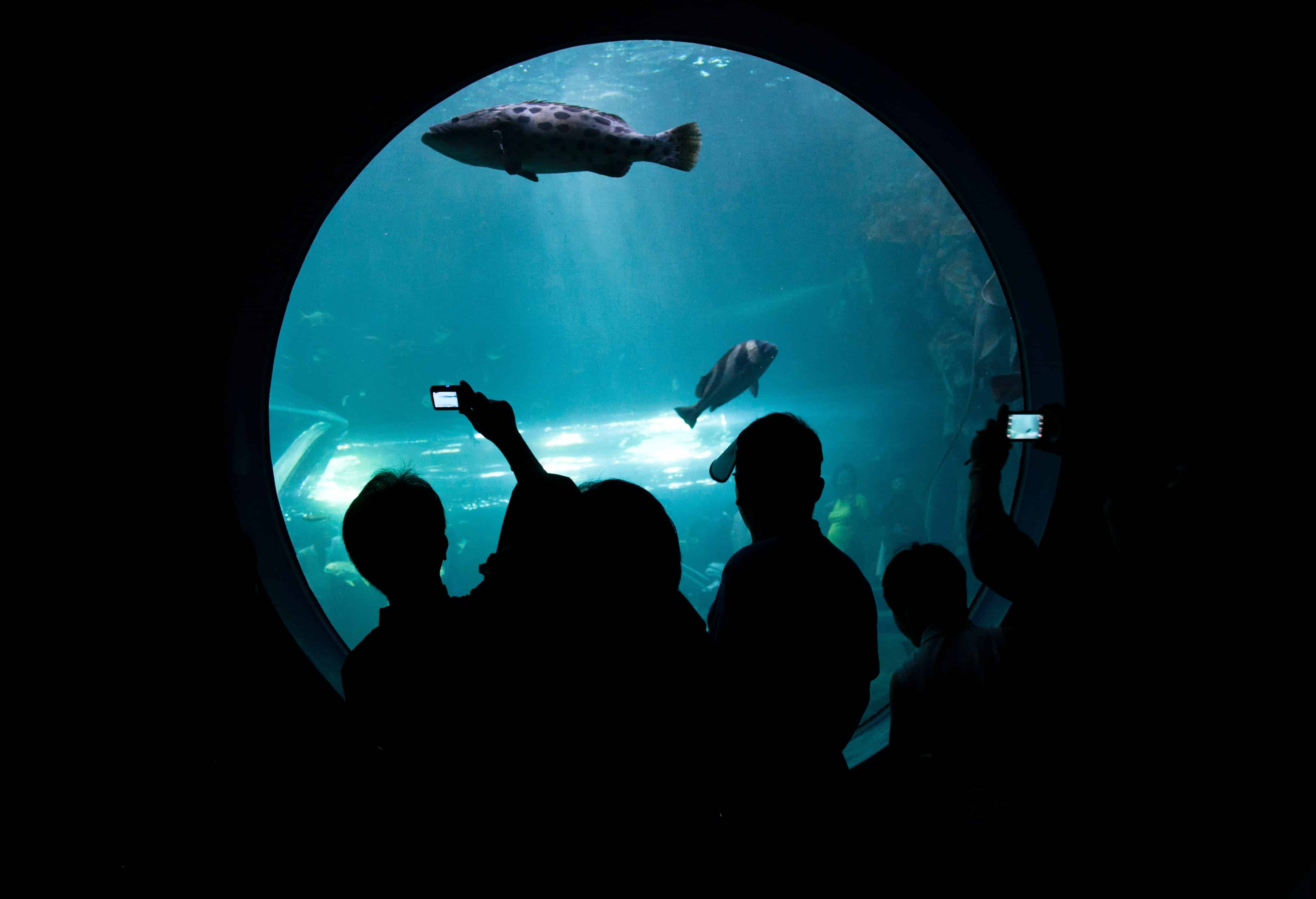 Students on a field trip at an aquarium