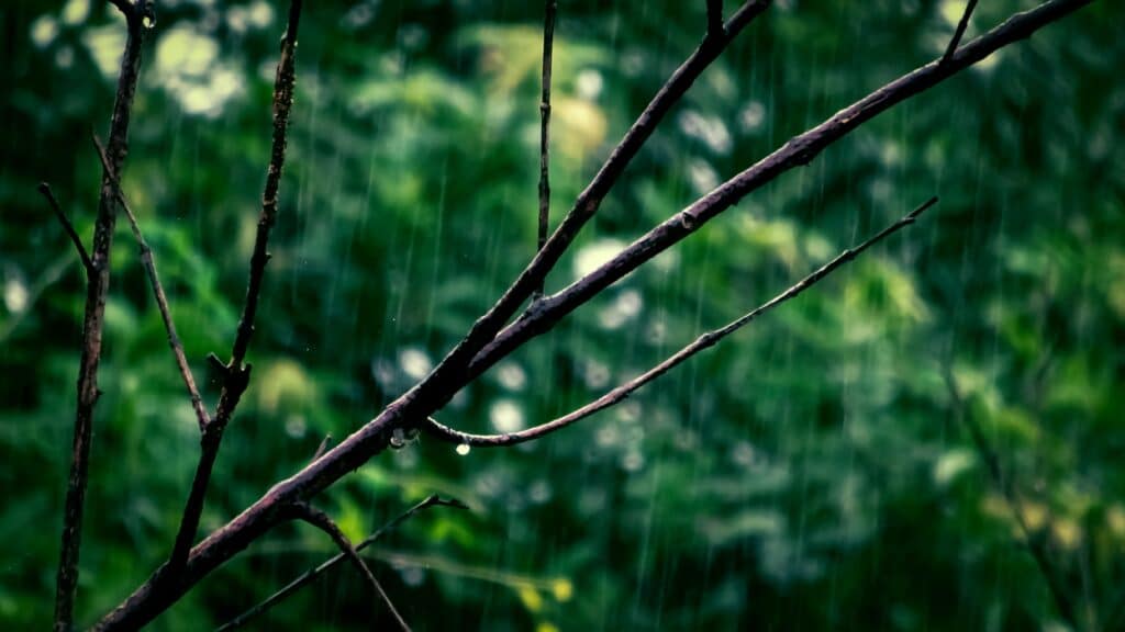 Rain and nature