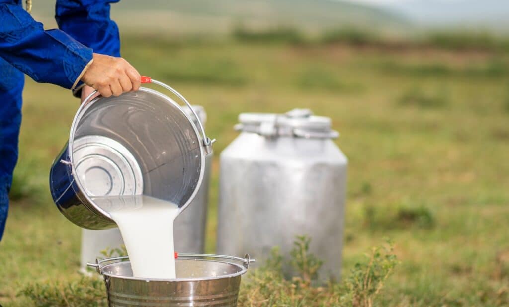 pouring milk from bucket