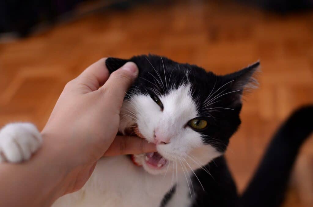 Cat biting hand