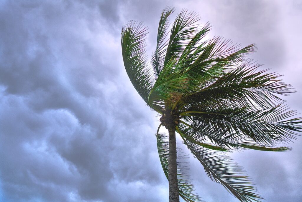 Palm tree in a storm day