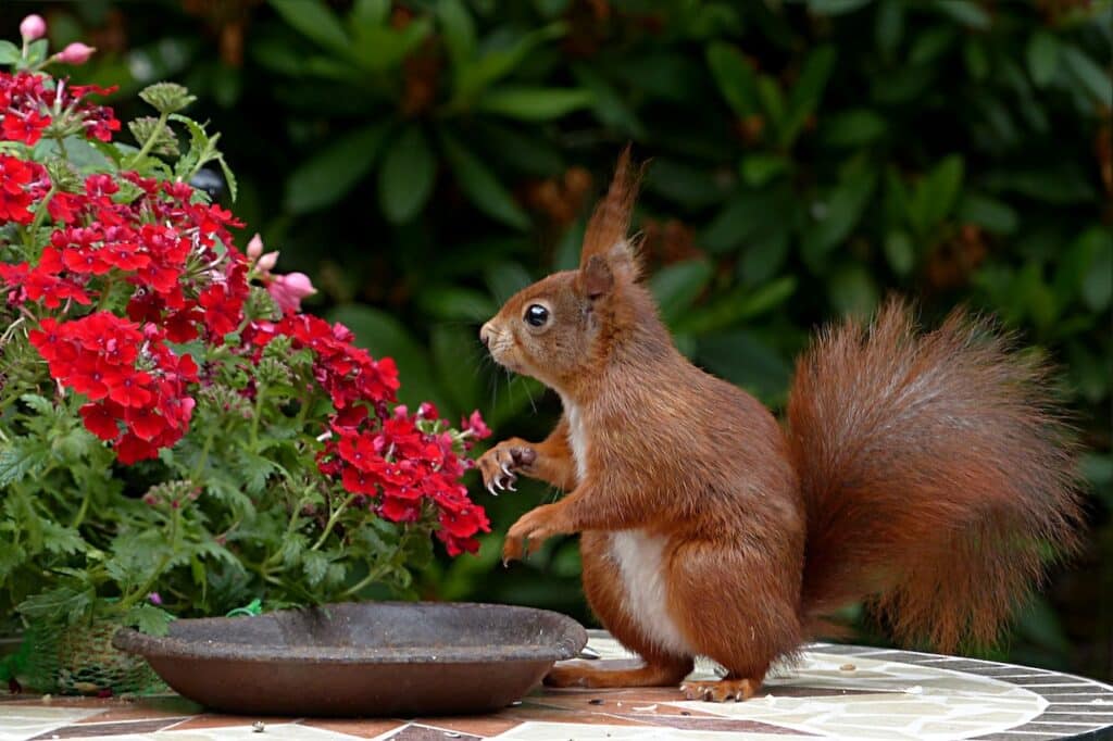 A squirrel next to red flowers