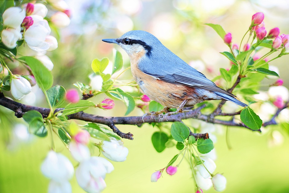 a-blue-bird-perched-on-a-branch-with-pink-and-white-flowers