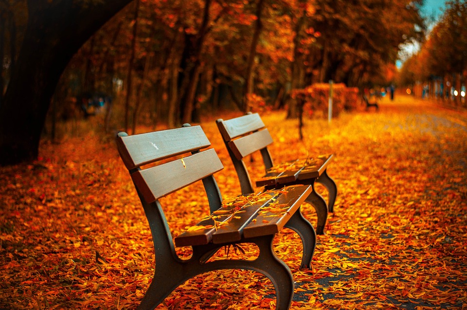 two-benches-in-a-park-covered-in-fallen-autumnal-orange-leaves