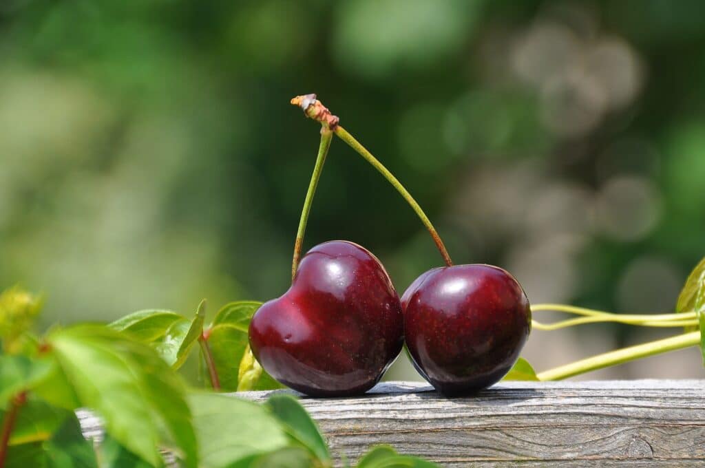 a-pair-of-red-cherries