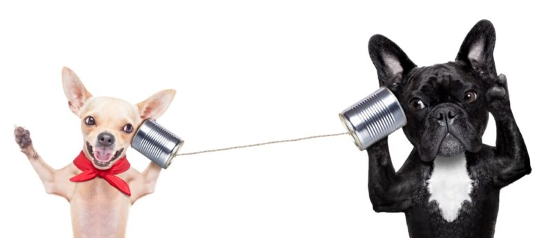 chihuahua-and-french-bulldog-communicating-with-tin-can-phones-connected-by-string