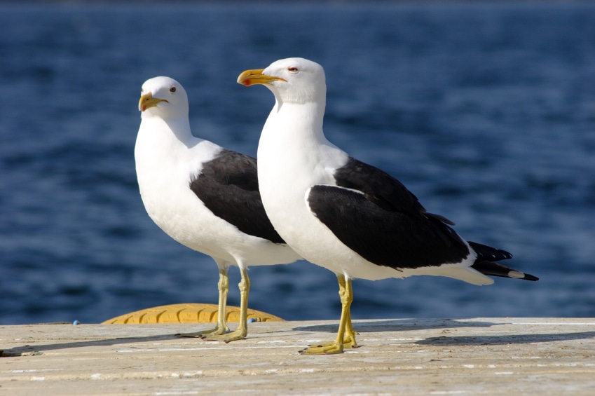 seagulls by the beach