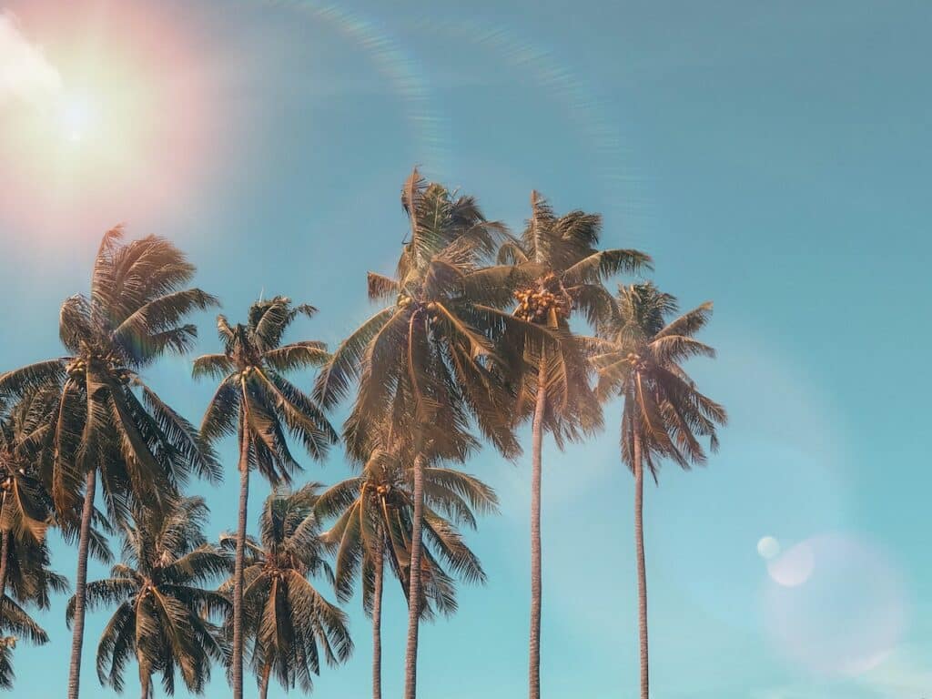 palm trees against a sunny sky