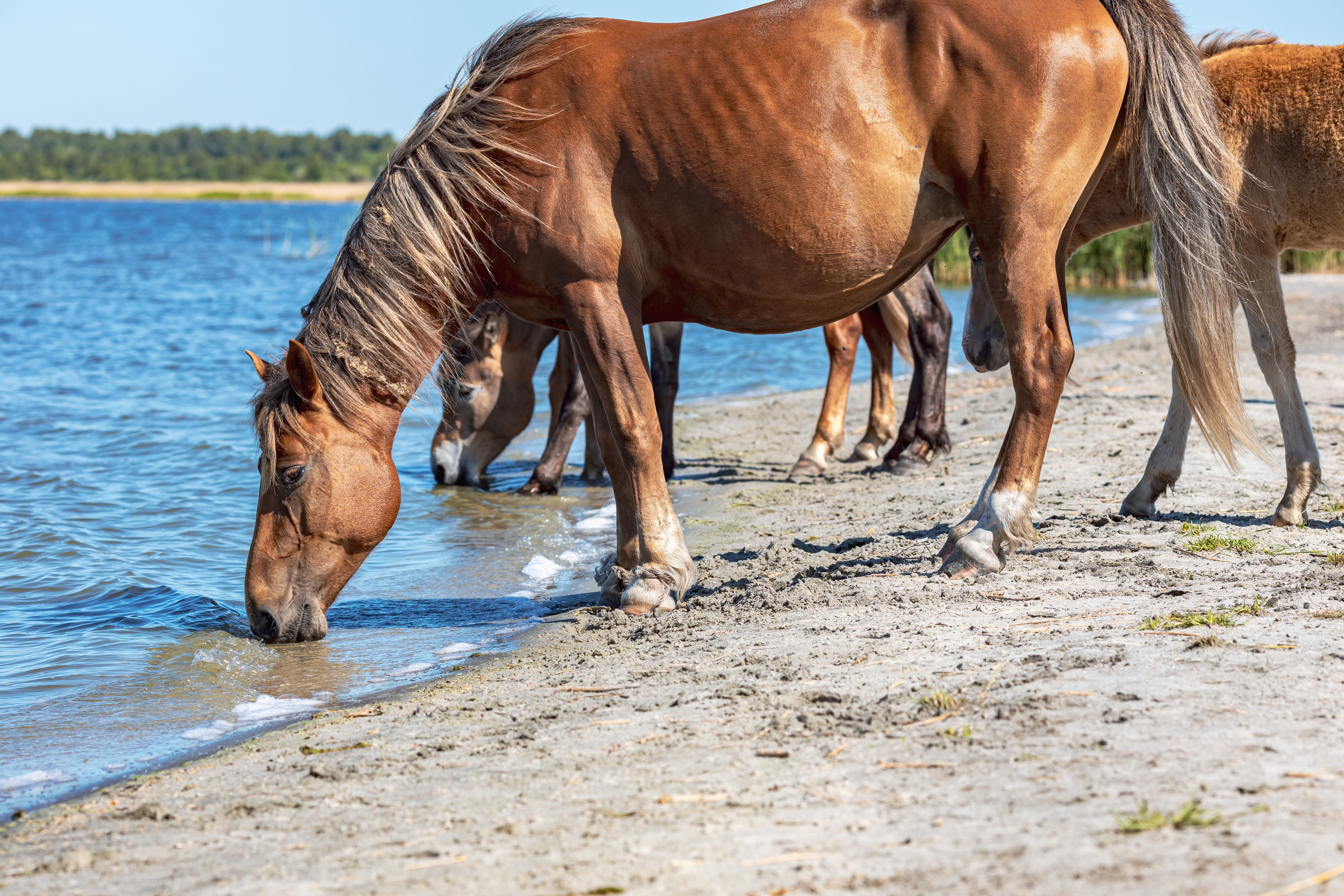 Horse drinking from lake