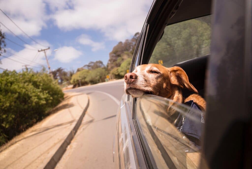 A dog riding in a car with its head out the window