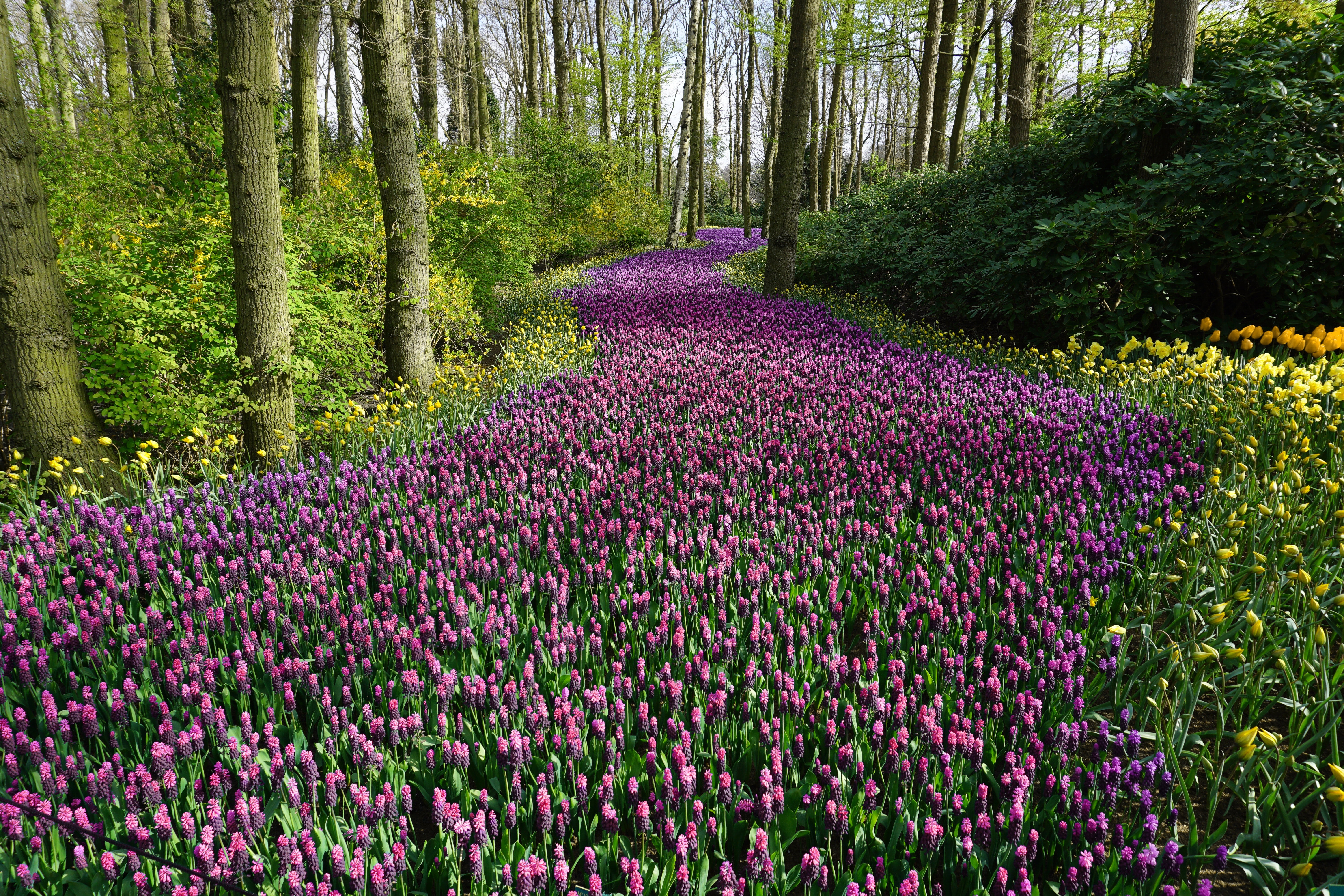 A vibrant field of purple flowers