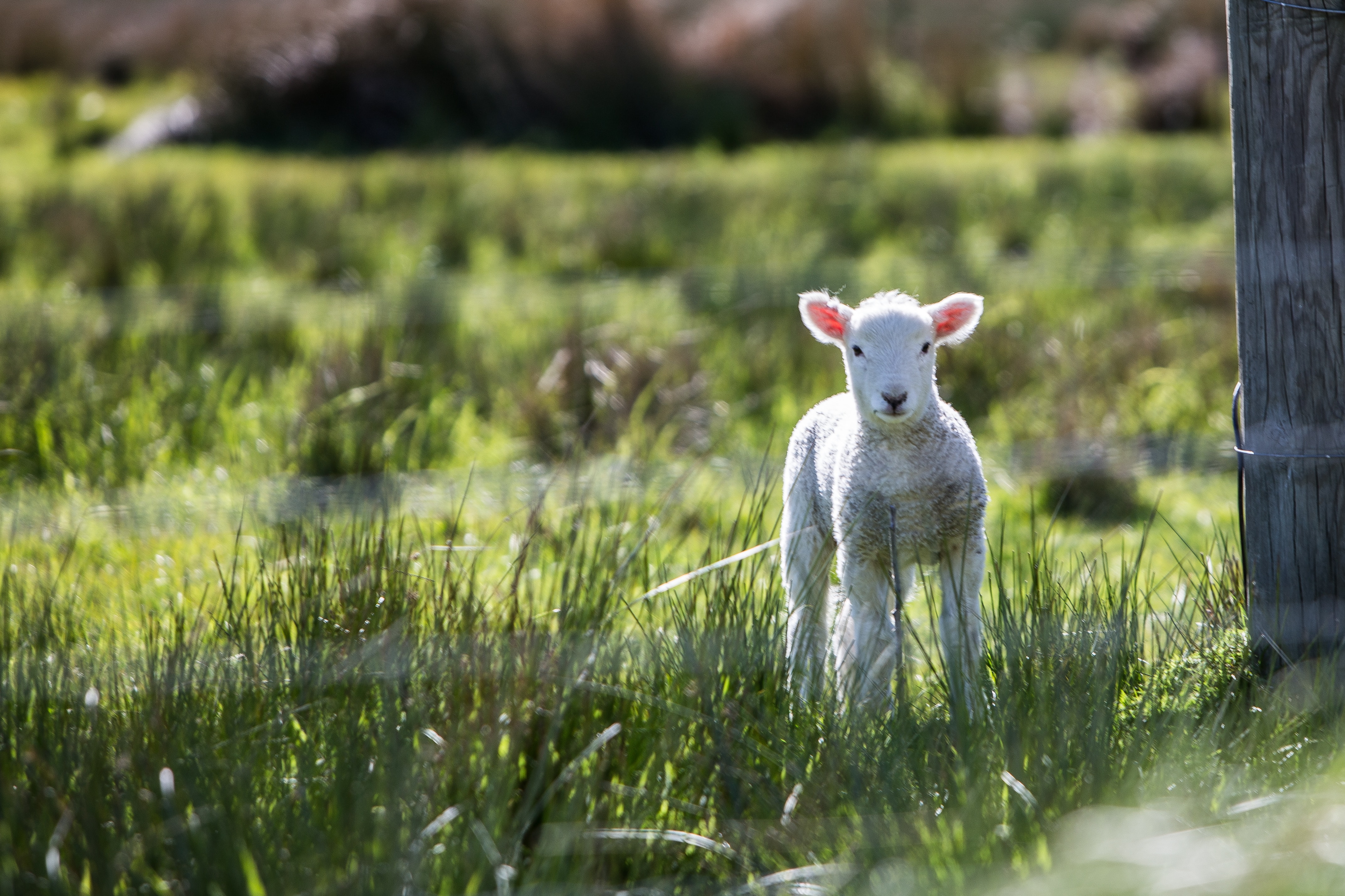 A young lamb looks at the camera