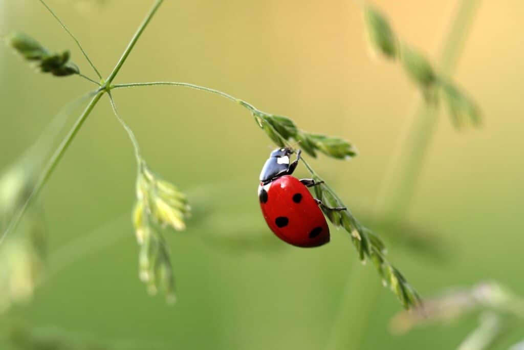 A ladybug craws across a blade of grass