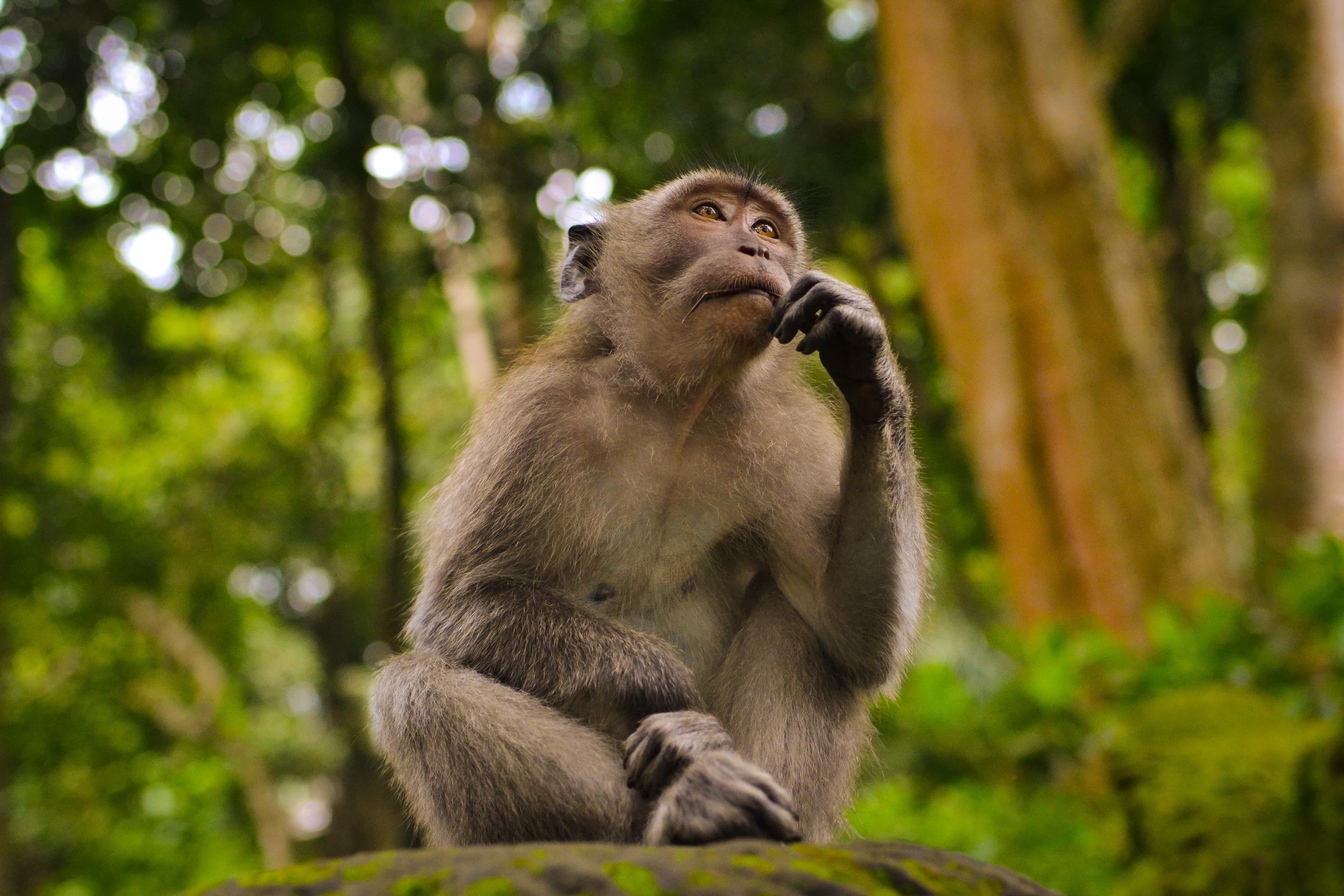 A monkey looking contemplative