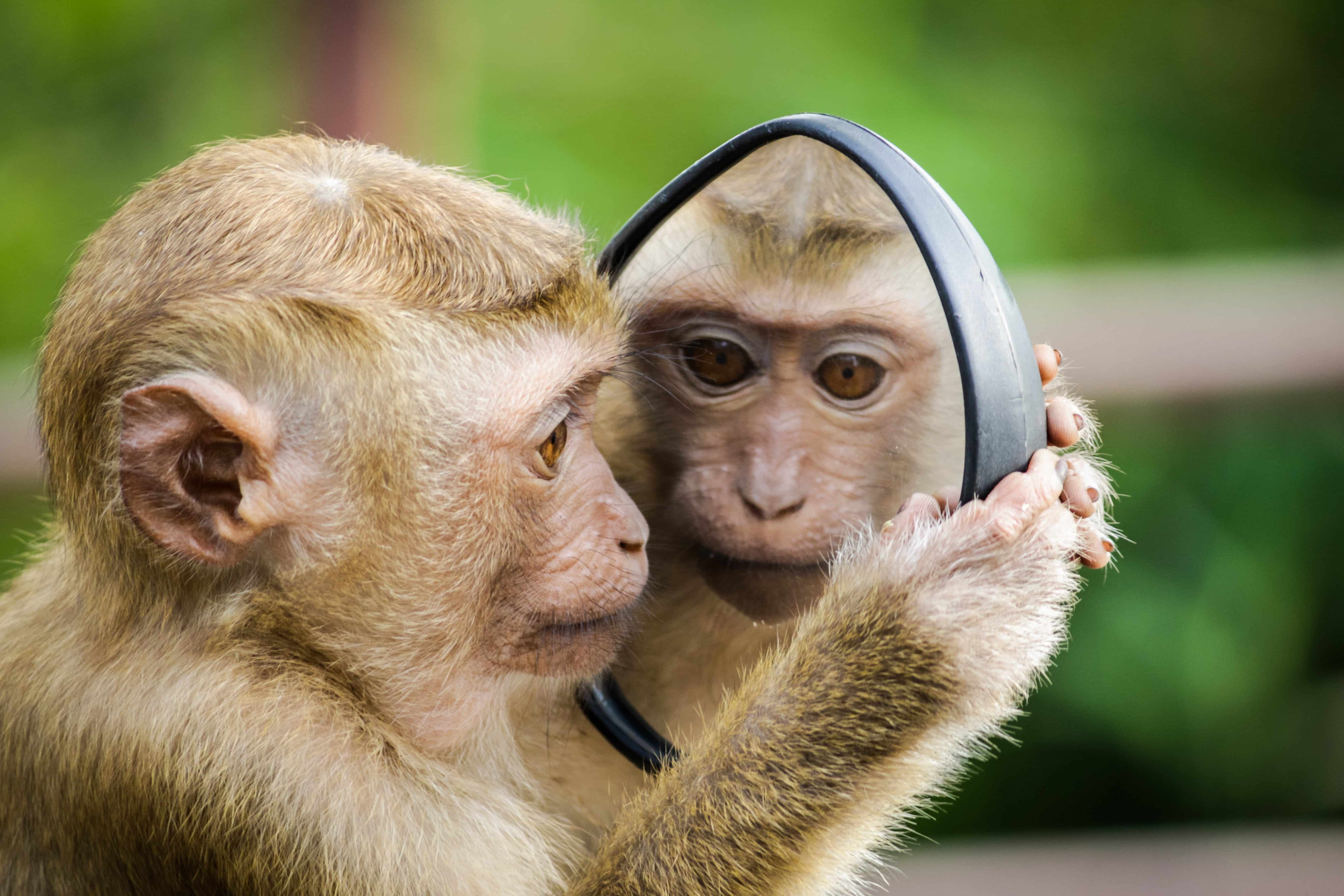 A monkey holds up a mirror to its face
