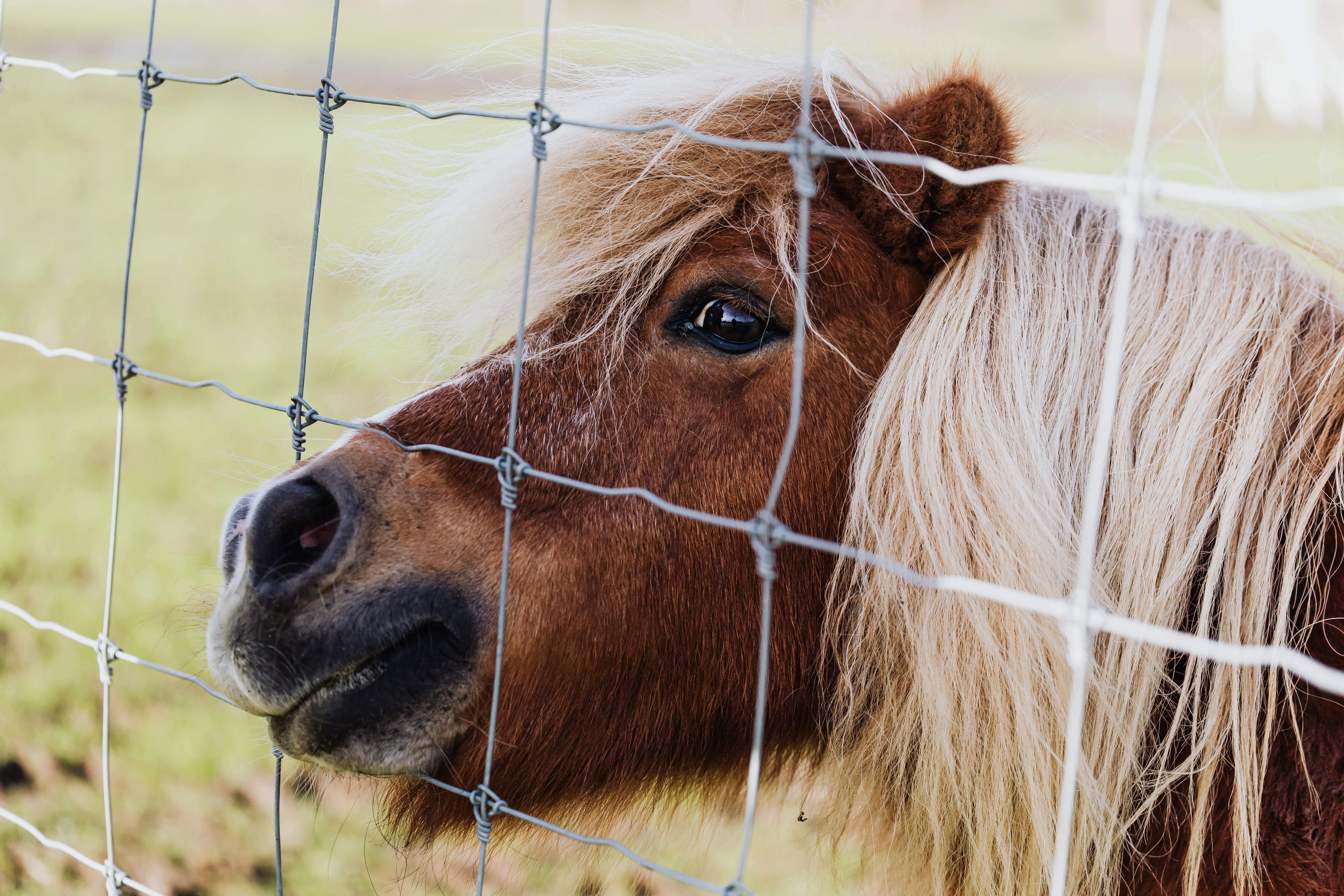 A pony looking through a fence