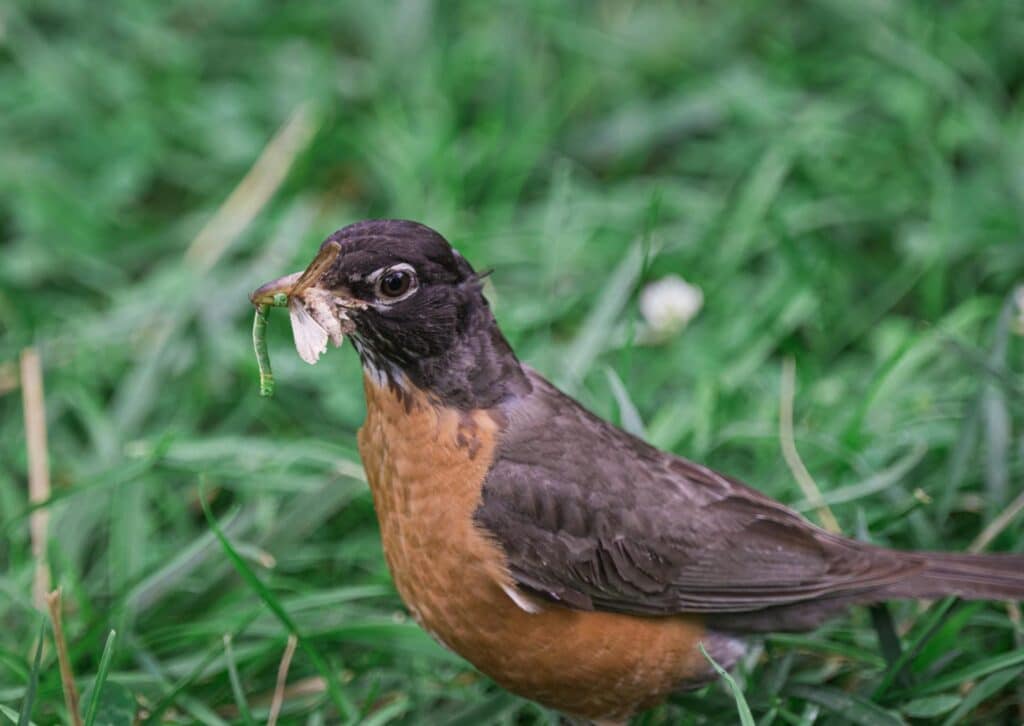 close-up-shot-of-american-robin-with-green-worm-in-the-beak-against-blurred-green-vegetation-background