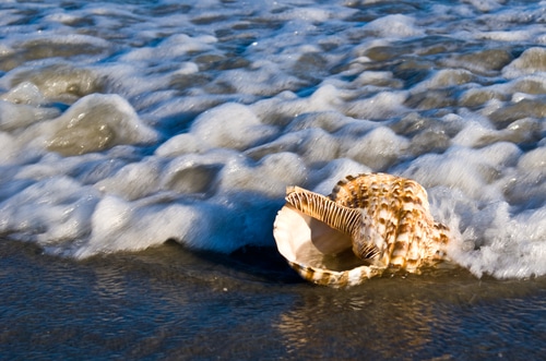 shell-on-a-beach-with-the-tide