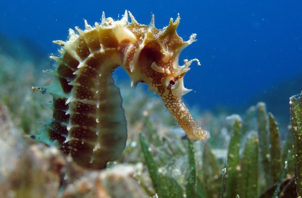seahorse-in-the-ocean