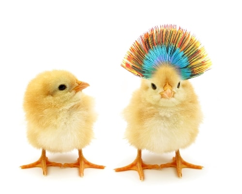 french comparative and superlative: a decorative image that shows two baby chicks, one of which has a very showy mohawk or headdress