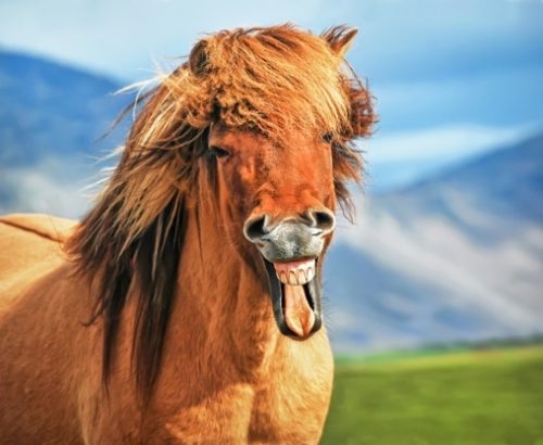 21 French Animal Sounds: Can You Neigh, Meow and Bark in Français? |  FluentU French