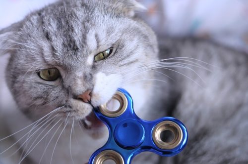 Cat biting a fidget spinner