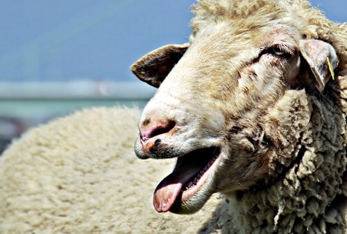 an image of the sheep with the tongue out