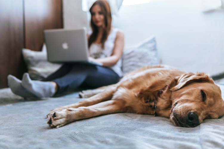 Girl on laptop next to sleeping dog