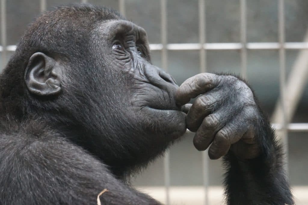 A gorilla in a thinking pose