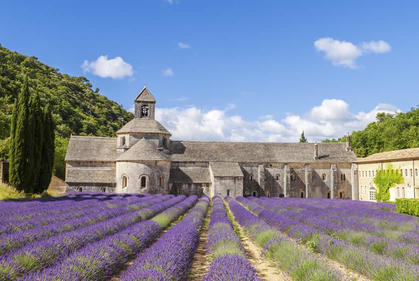 The Lavender Festival in France