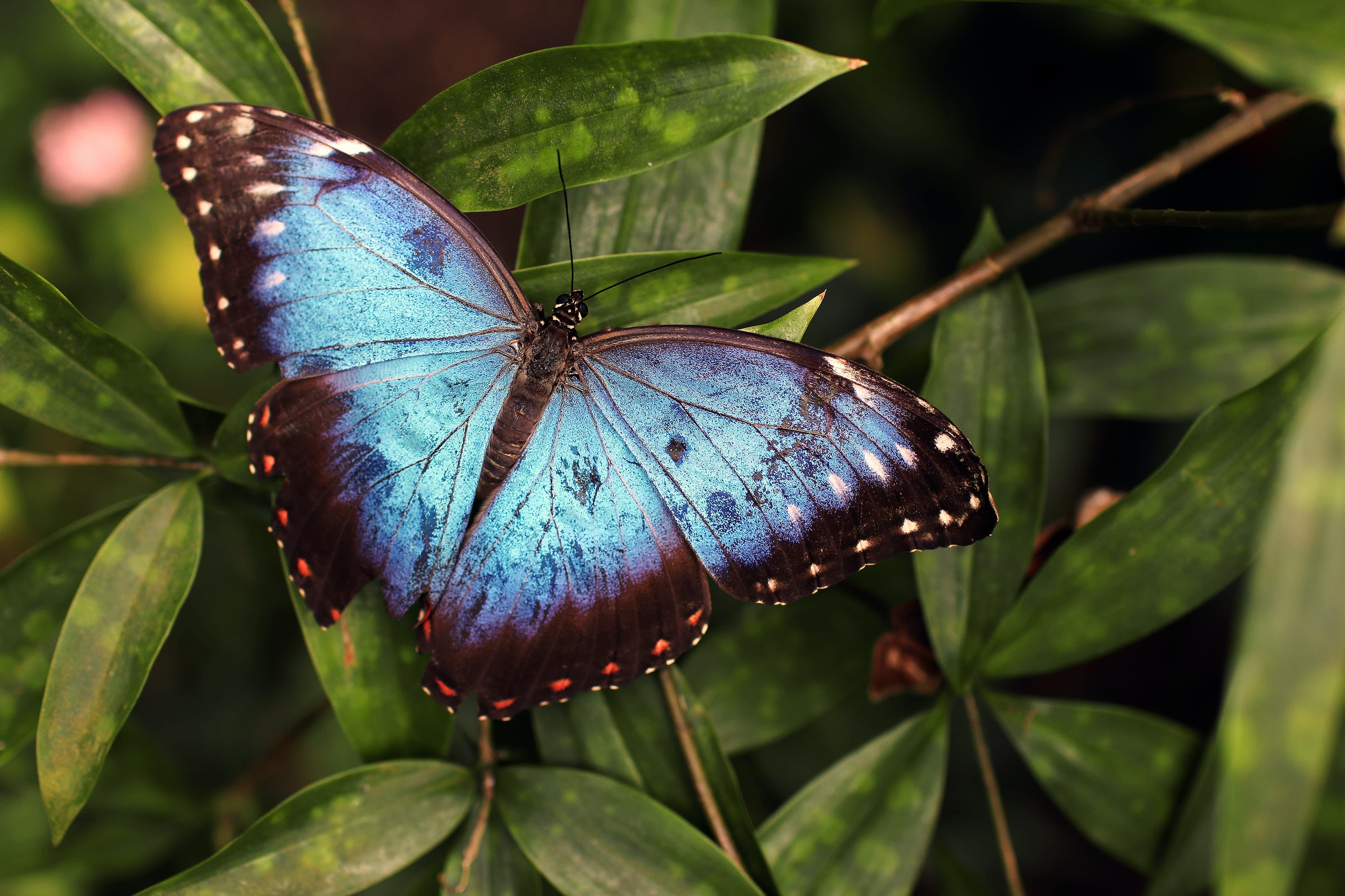 blue-and-black-butterfly-on-leaves